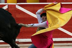 Byk ranił torreadora