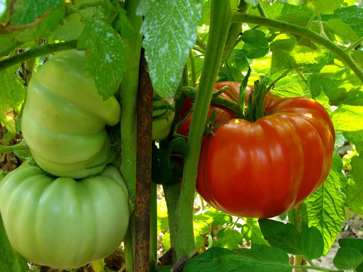Wrocław: Pamiętajcie o ogrodach! A tymczasem sadźcie pomidory na balkonach