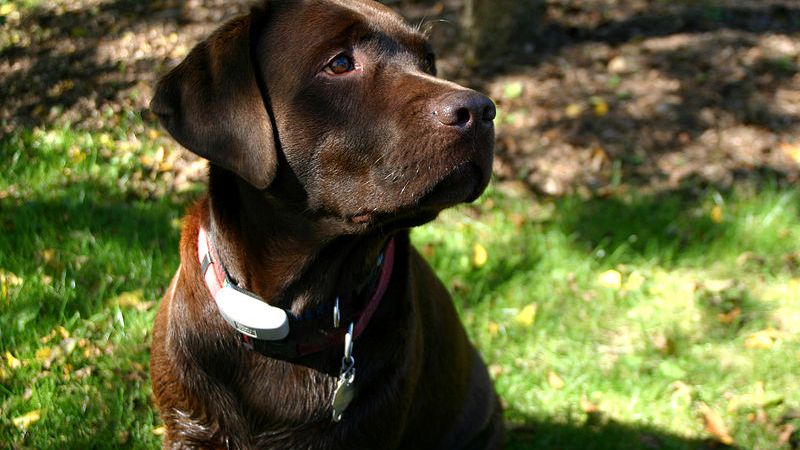 Czekoladowy labrador