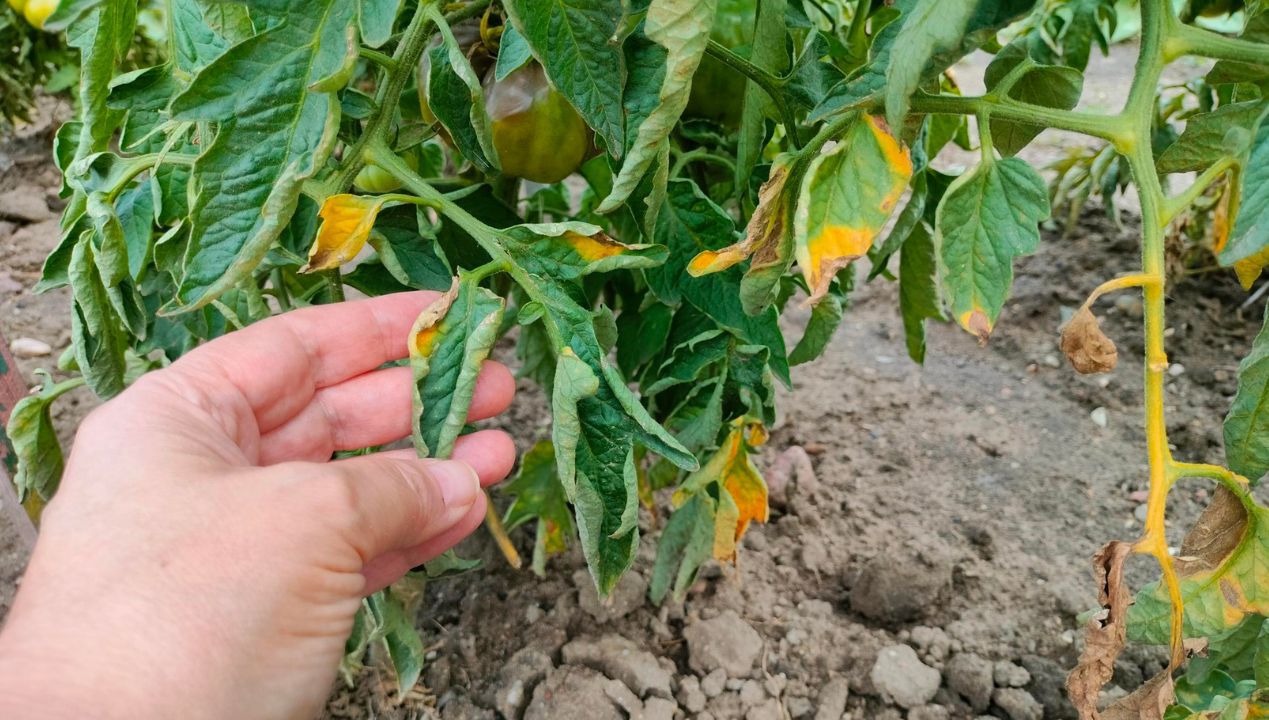 Jednoskładnikowy nawóz uchroni pomidory przed żółknięciem liści i zarazą ziemniaka