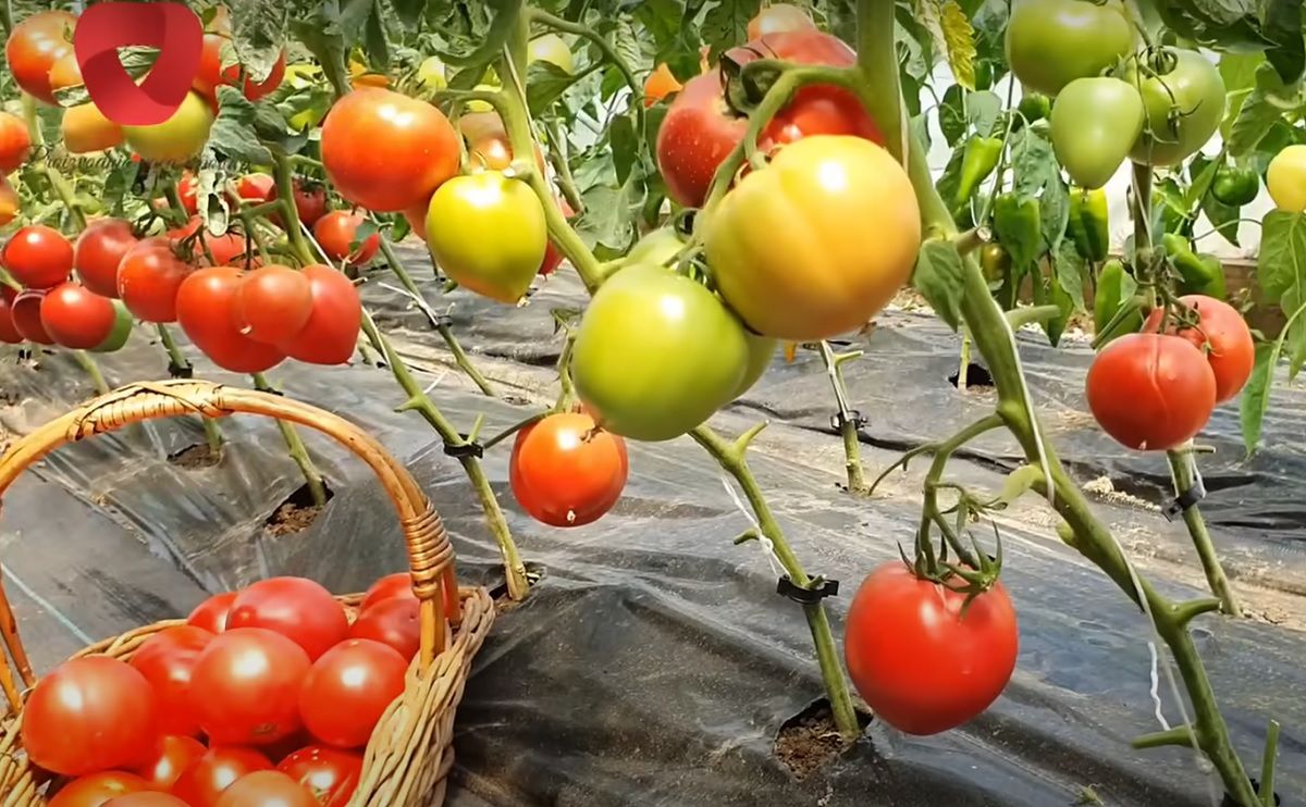 drożdże do pomidorów, fot. YouTube/Produkcja owoców i warzyw