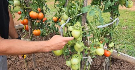 Zasadź przy pomidorach, a zbiory będą nawet podwójnie większe!