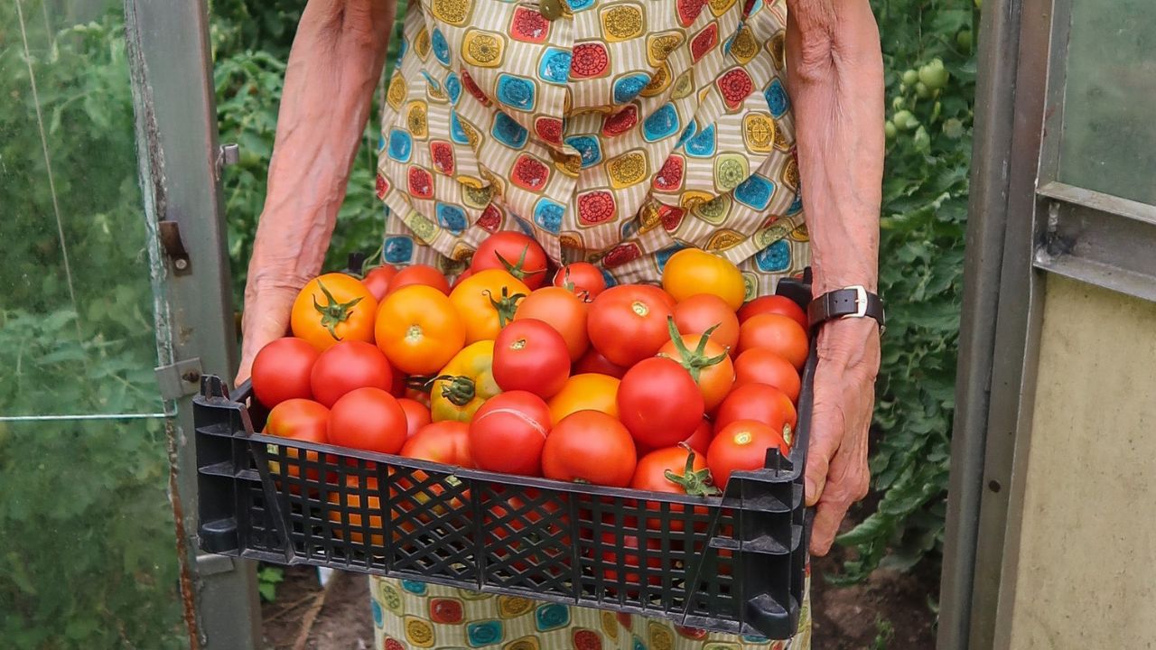 Moja babcia mieszała 3 składniki i nawoziła nimi pomidory. Plony zbierała całymi koszami!