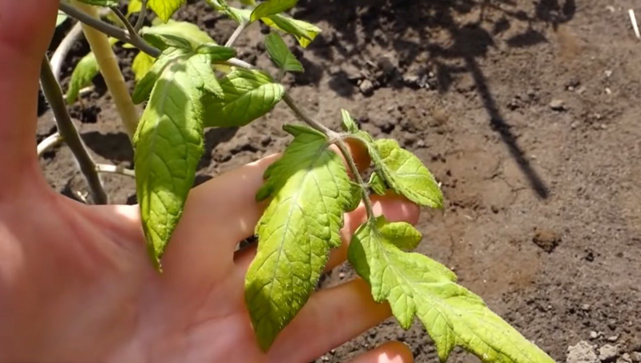 Liście pomidorów żółkną, fot. Youtube/AmazingGarden