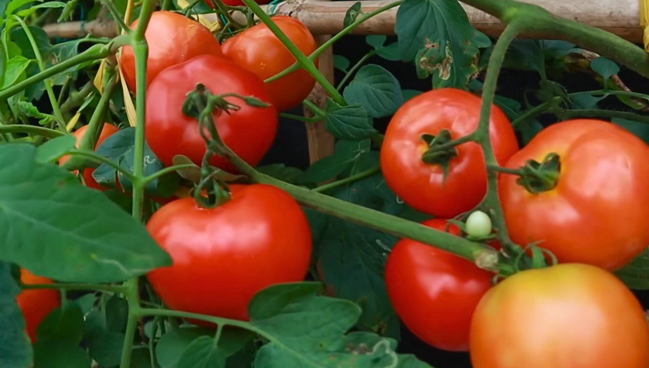 oprysk z aspiryny na pomidory, fot. Youtube/DHDGarden