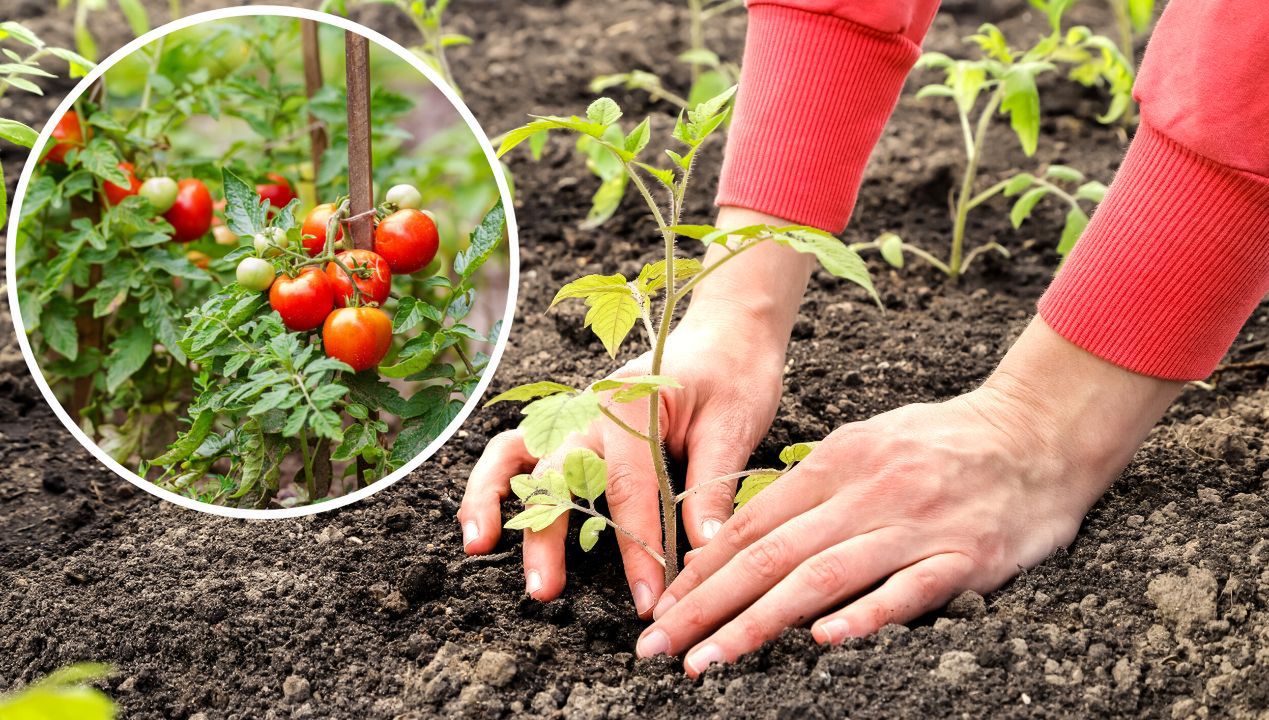 Dodaję do gleby podczas sadzenia pomidorów. Są odporniejsze na suszę latem
