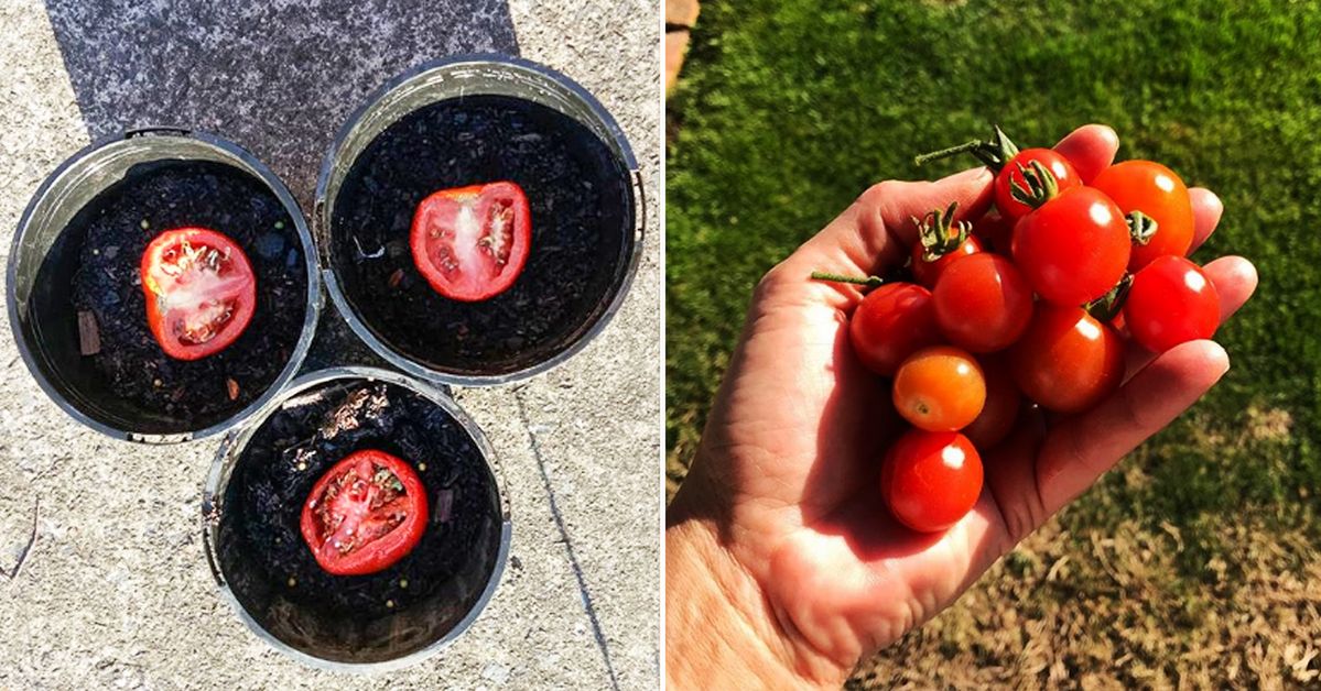 The Easiest Way to Grow Tomatoes at Home