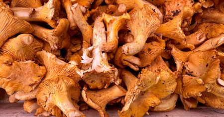 Sezon na kurki. To grzyby, które robią więcej niż tylko smakują