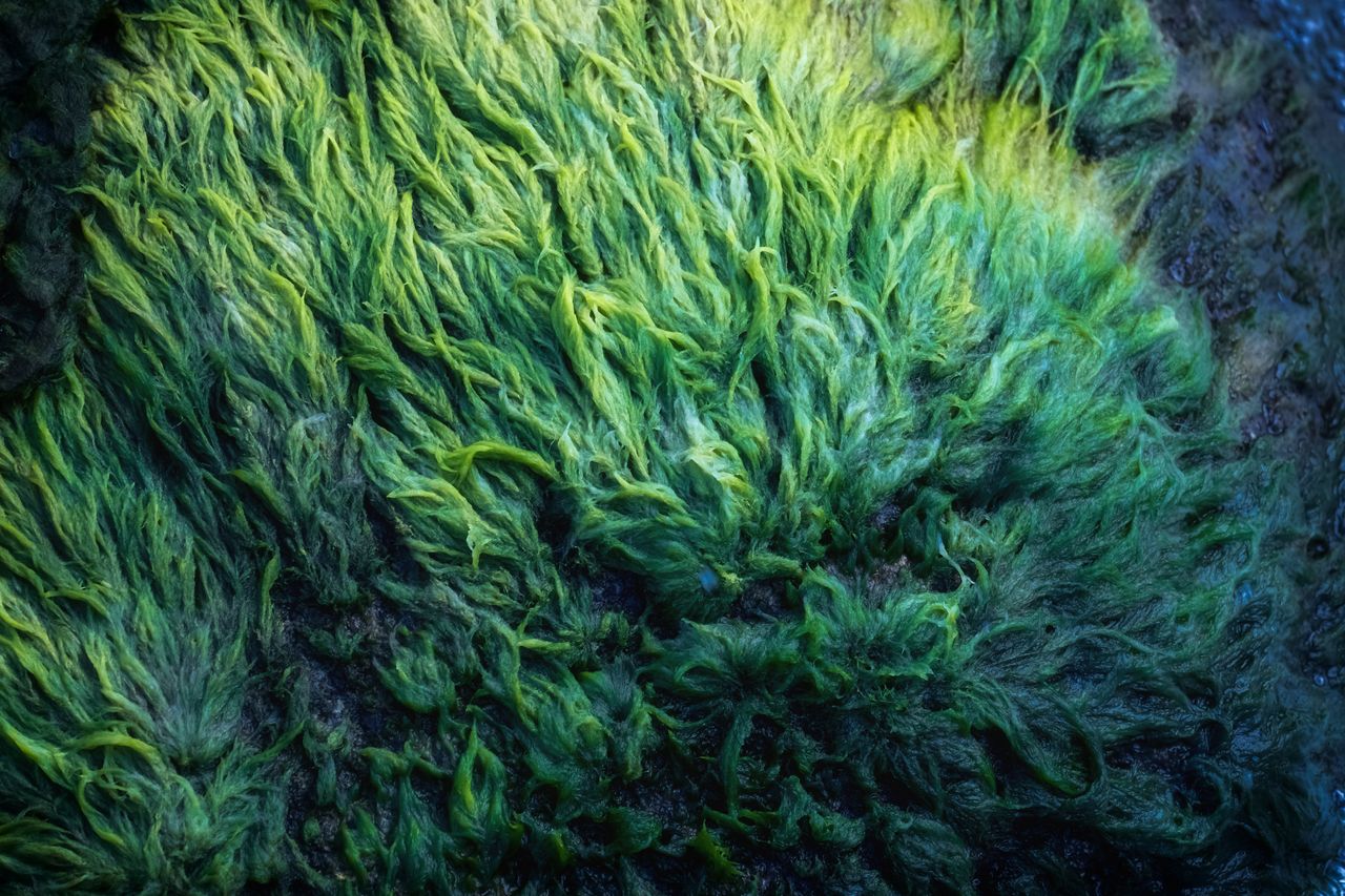 Algae