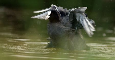 Zakaz polowań na siedem gatunków ptaków. Ministerstwo Klimatu działa