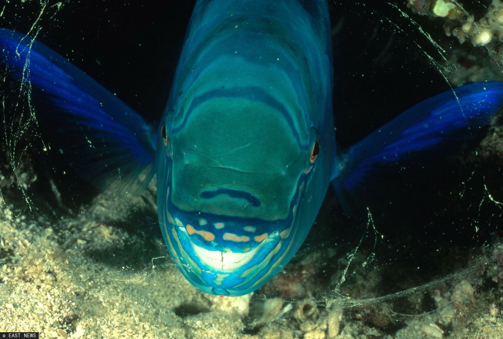 Papugoryby (Scarus sp.) rozmnażają się w Adriatyku