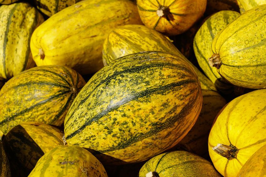 Dynia makaronowa – właściwości, zastosowanie, przepisy