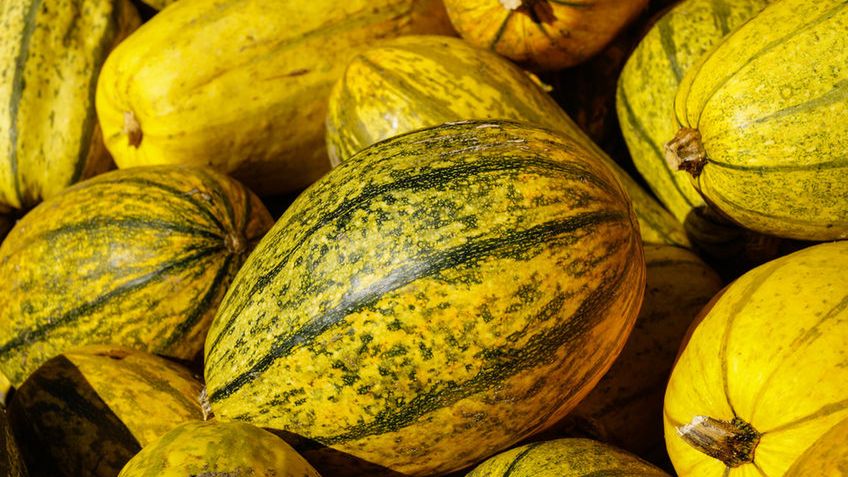 Dynia makaronowa to mało popularna odmiana dyni. Ma szczególną właściwość, od której wzięła się jej nazwa.