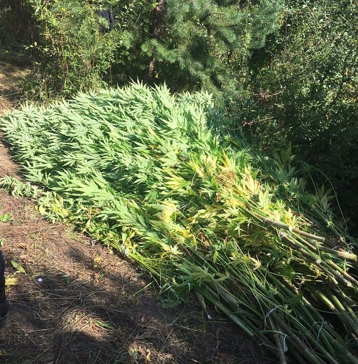 Zlikwidowana plantacja konopi indyjskich w gminie Zakrzew | fot. Policja Bychawa