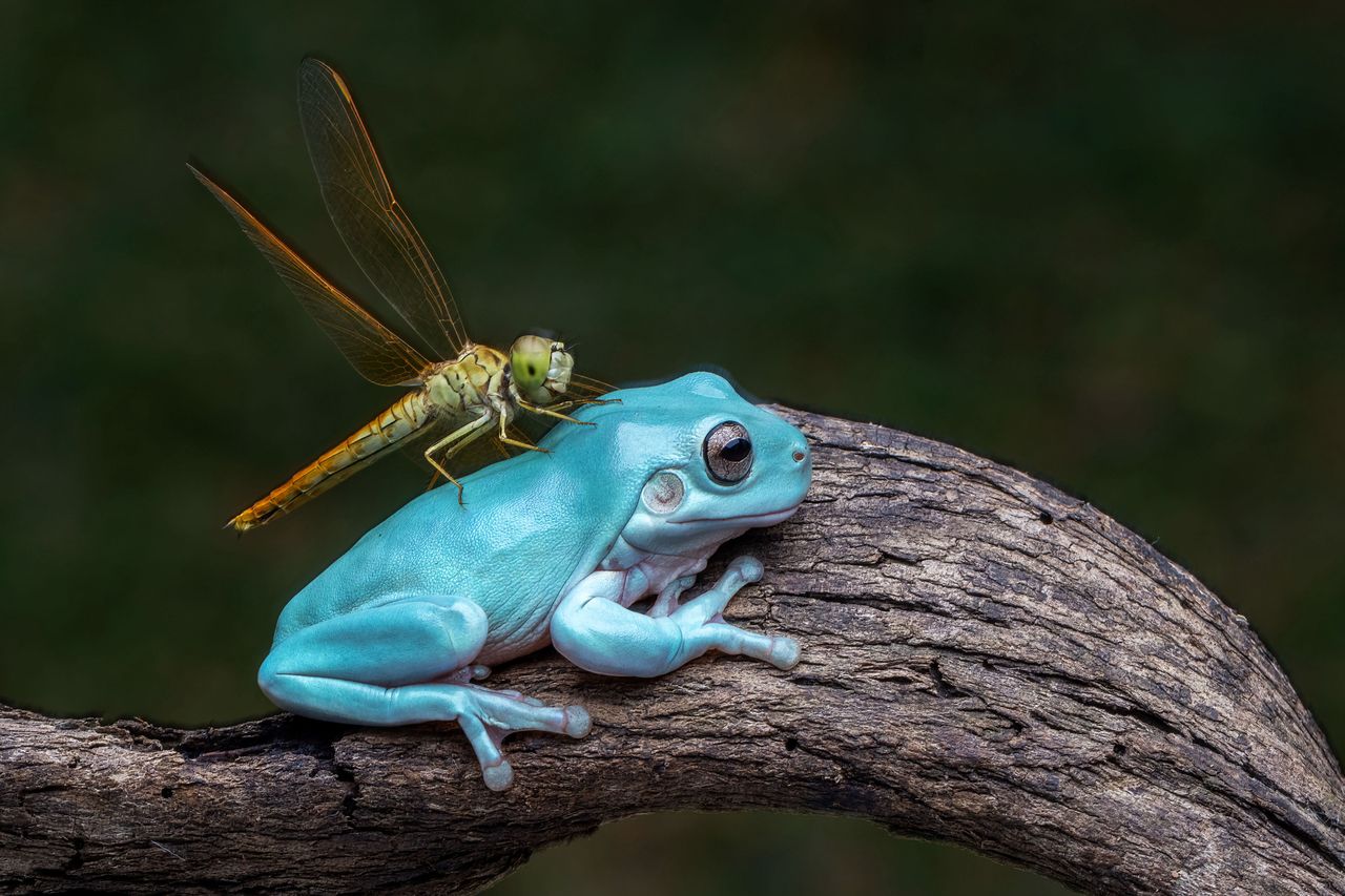 Wspaniałe zdjęcie żaby i ważki pokazuje niezwykłą harmonię świata
