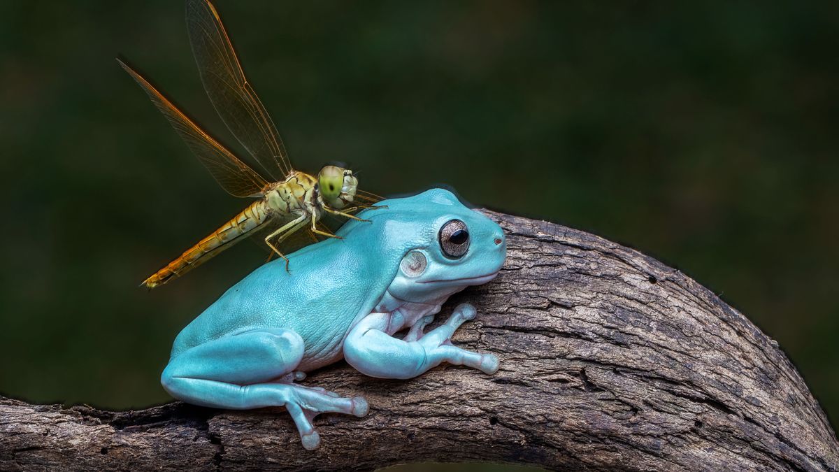 Jadowita żaba z ważką na grzbiecie.