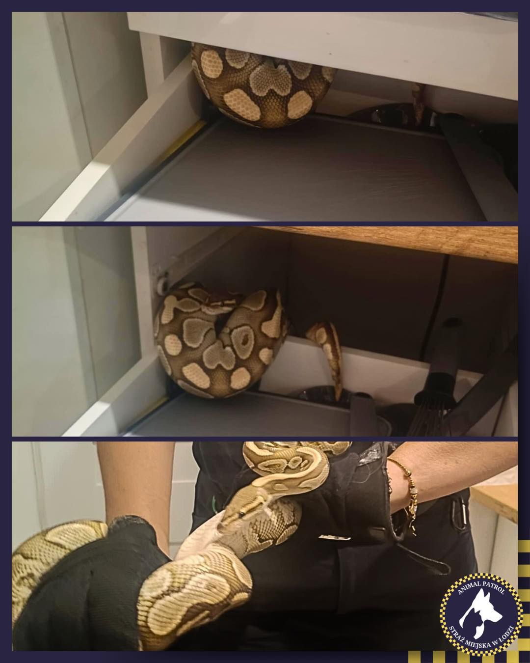 Pyton w szufladzie kuchennej. Niezwykłe odkrycie mieszkanki Łodzi