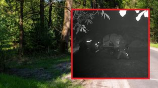 Fotopułapka przyłapała ich na gorącym uczynku. Dostali najwyższy mandat