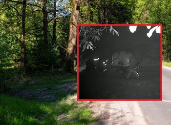 Fotopułapka przyłapała ich na gorącym uczynku. Dostali najwyższy mandat