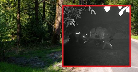 Fotopułapka przyłapała ich na gorącym uczynku. Dostali najwyższy mandat