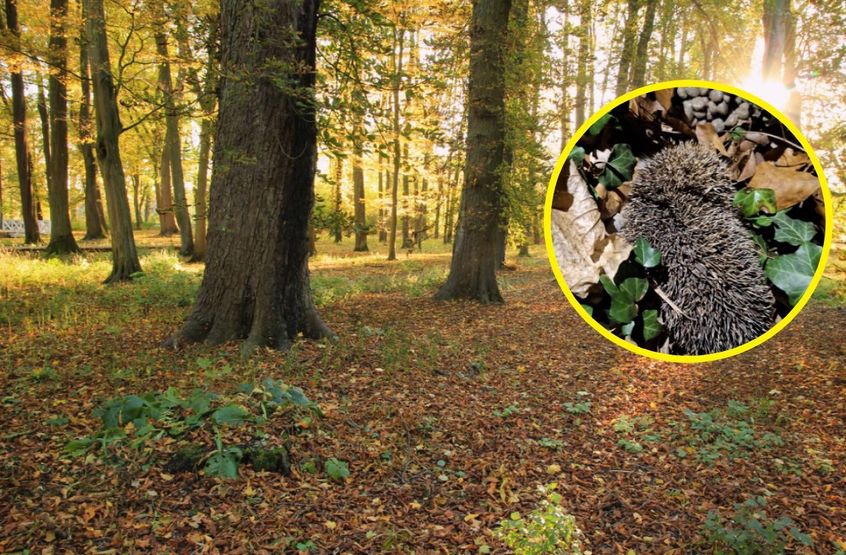 Już się obudziły. Leśnicy apelują. "Dajmy im teraz spokój"
