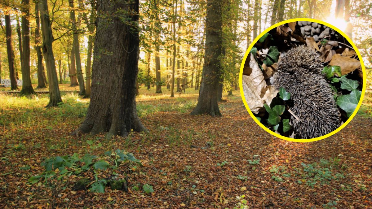 Jeże obudziły się z zimowego snu