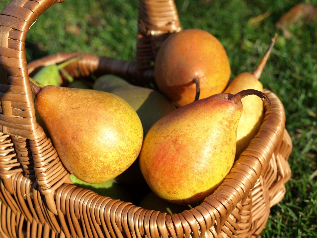 The pear season is starting