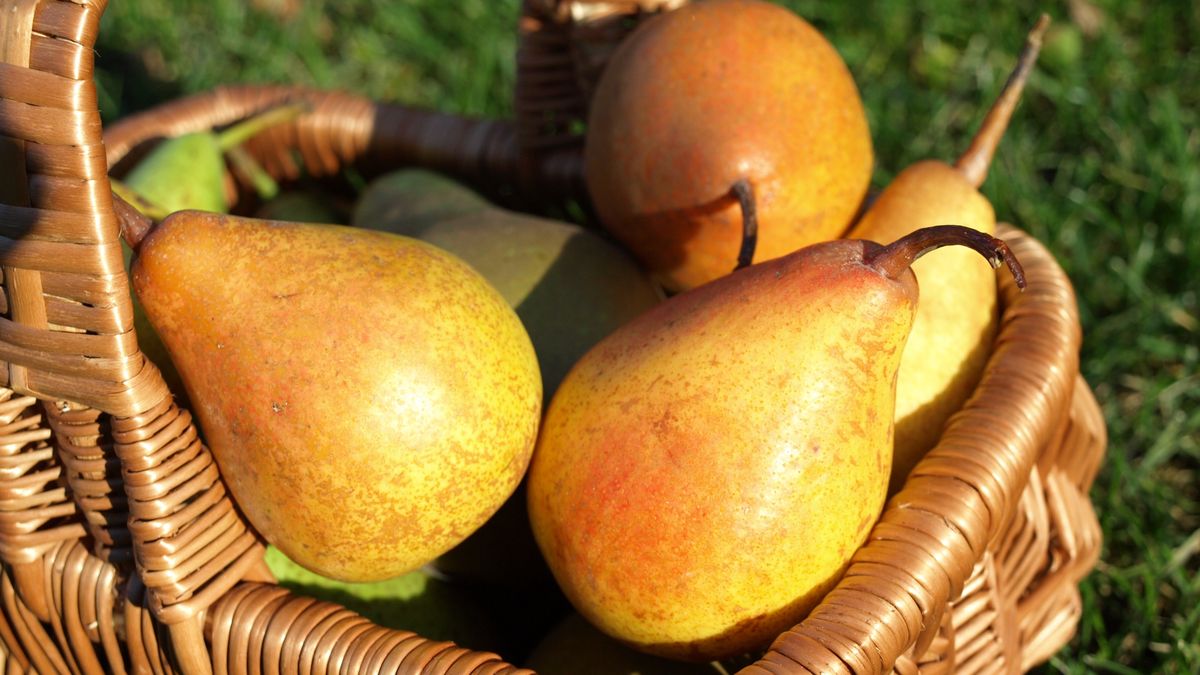 Zaczyna się sezon na gruszki.