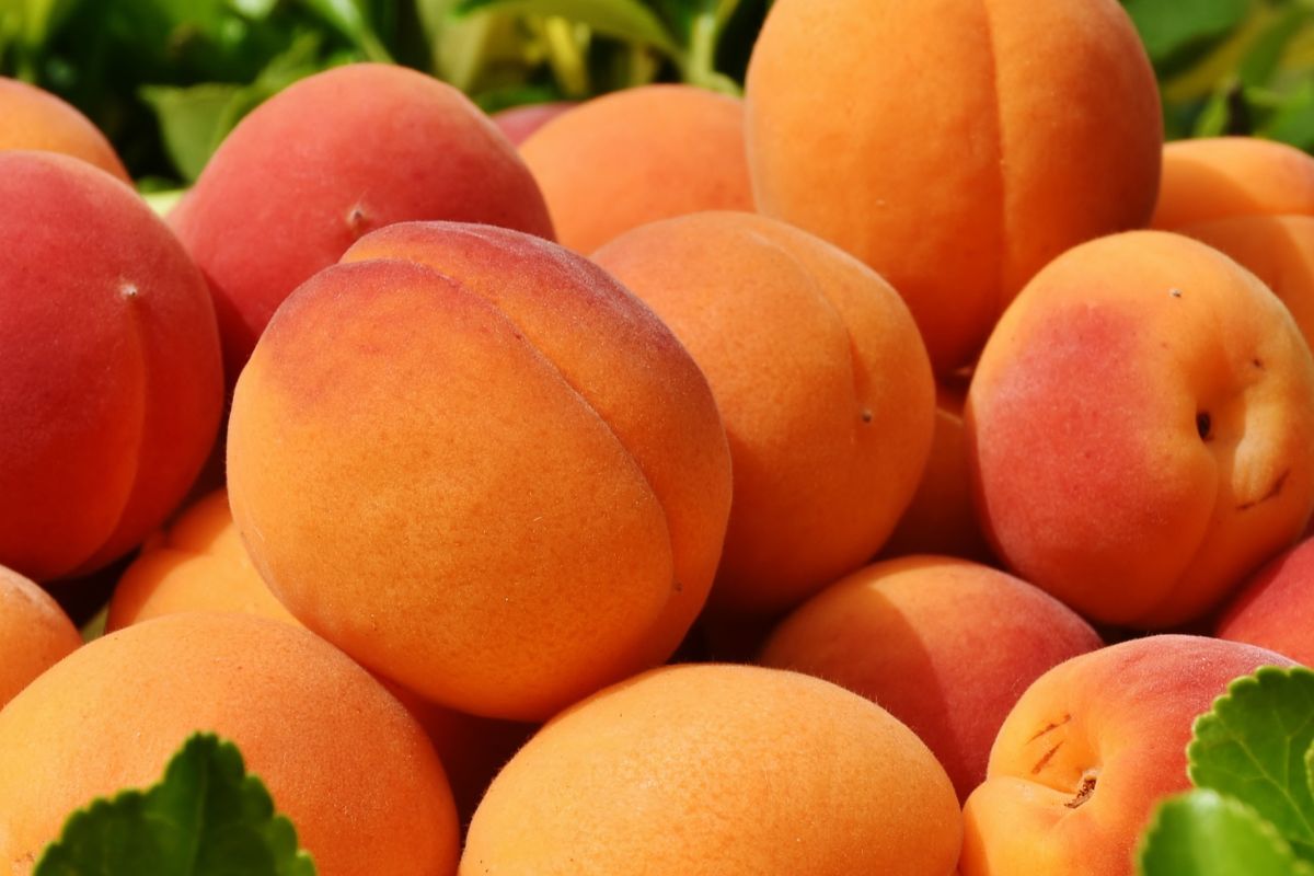 Apricots