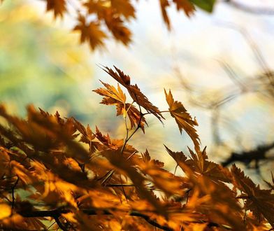 Śląskie. Pogoda na czwartek. Czy powróci słońce?