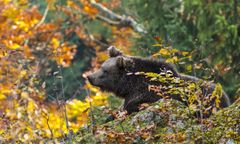 Niedźwiedź w parku w Pieninach. Ostrzeżenie dla turystów