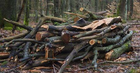 Powołują lasy, których nie można tknąć ostrzem. Oto gdzie powstają