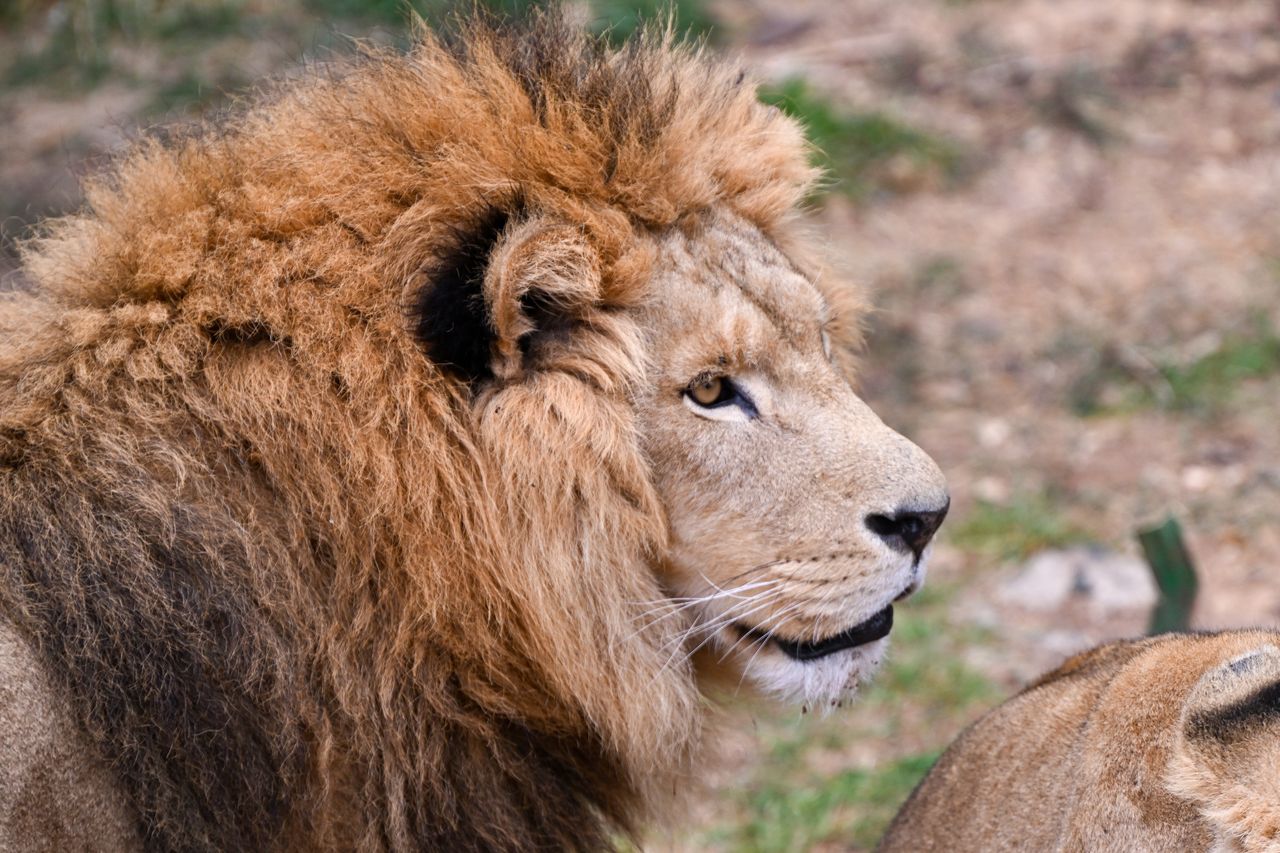 Czechy. Lew uciekł i zaatakował opiekuna. Na jaw wyszły druzgocące fakty