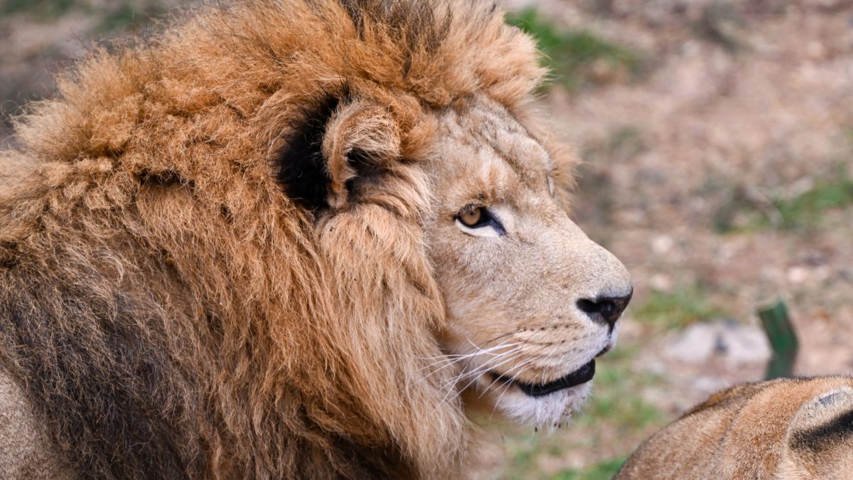 Lew - zdjęcie poglądowe