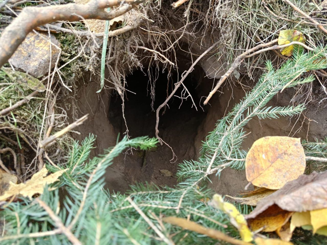 Kondratki: Straż Graniczna odkryła tunel pod granicą polsko-białoruską