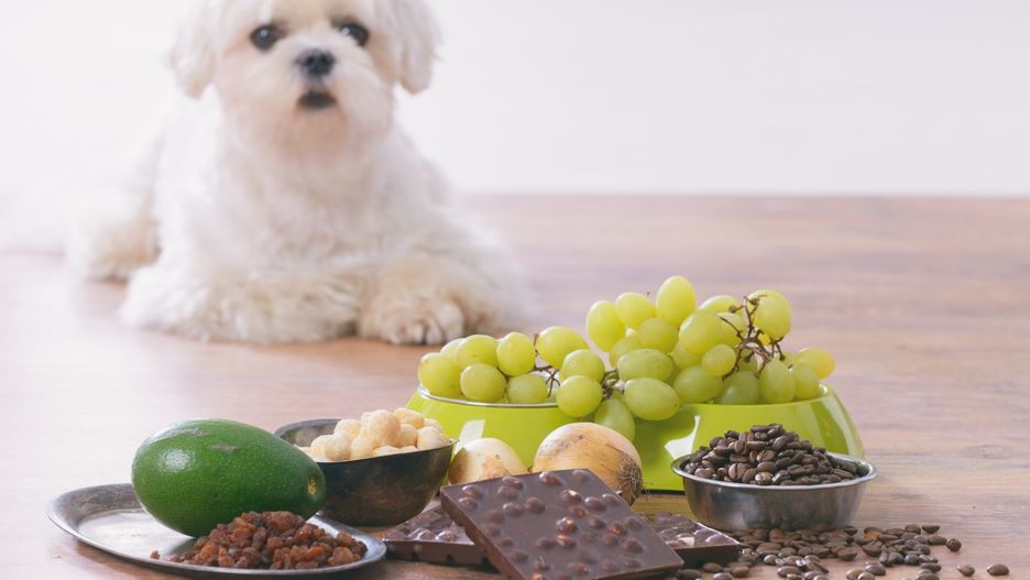 Jedzenie toksyczne dla psa
