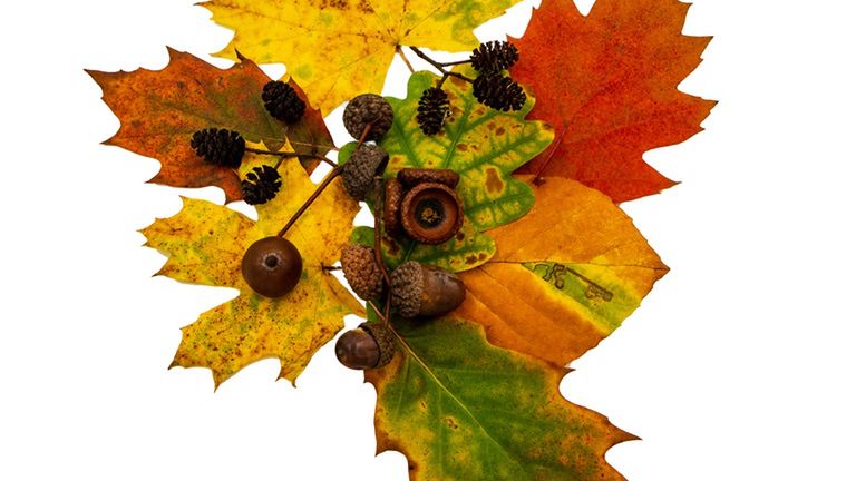 Tworzenie kompozycji z liści to świetny sposób na spędzenie czasu z dzieckiem