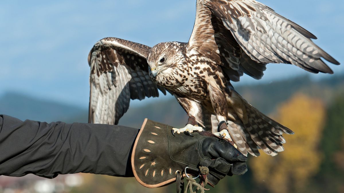 Za mongolskiego ptaka zapłacono rekordową kwotę 