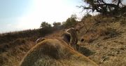 Film dnia: Z kamerą wśród zwierząt. GoPro na grzbiecie lwicy pokazuje polowanie z jej perspektywy