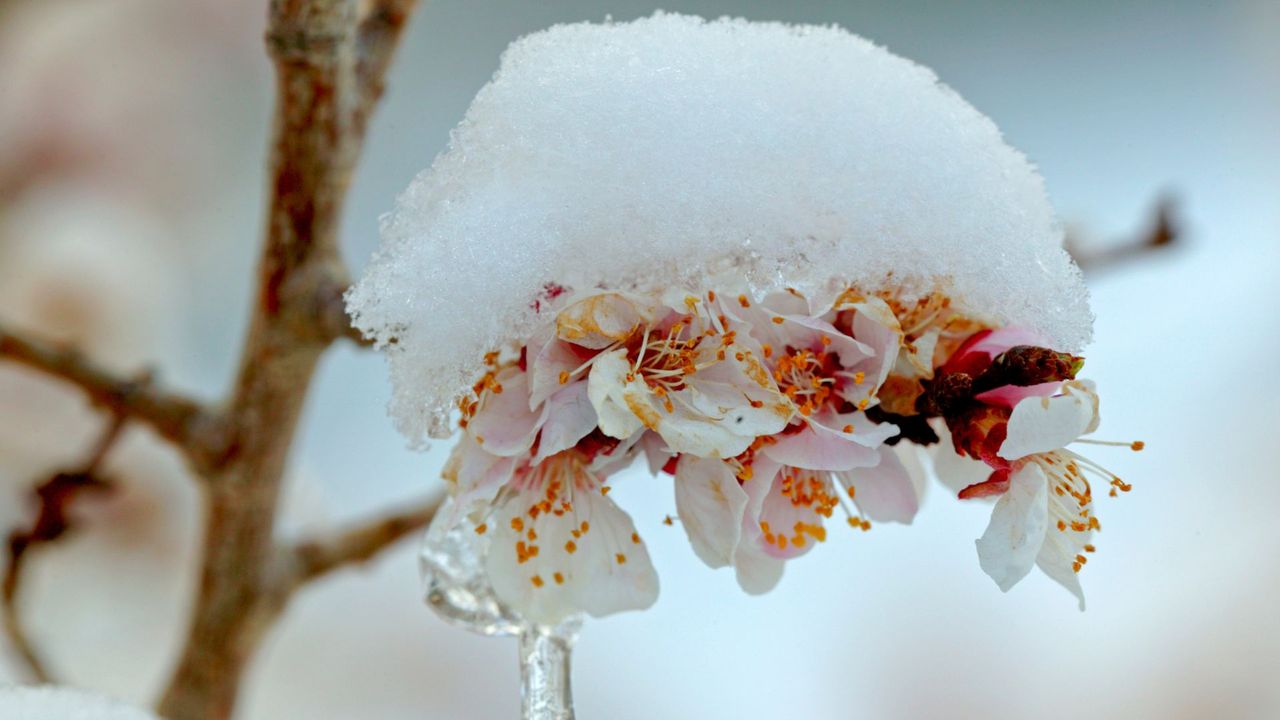 Jak chronić rośliny przed kwietniowymi przymrozkami? Tak zadbasz o swój ogród i sad