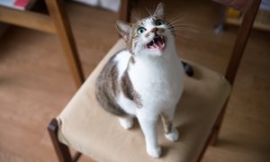 Co kot "czyta" z człowieka? Behawiorystka wyjaśnia