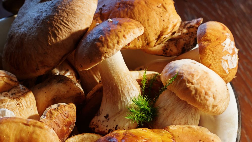 Grzyby – cenne źródło związków prozdrowotnych