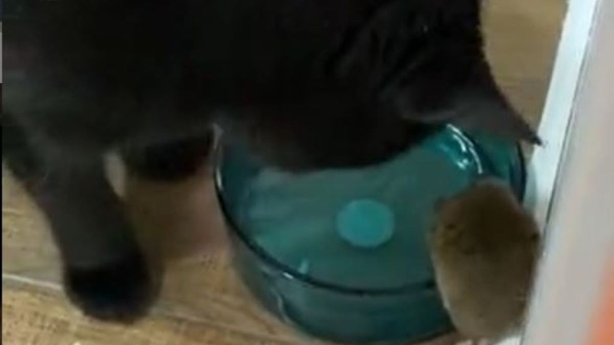 Kot miał złapać mysz. Zamiast tego zaprzyjaźnił się z nią 1