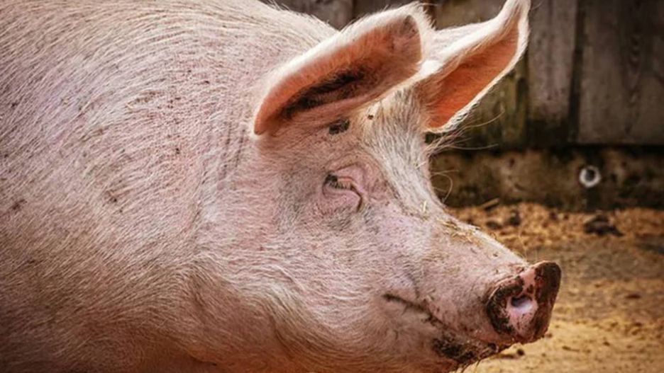 Wsparcie dla hodowców świń wystartowało. Jak dostać 100 tys. zł 