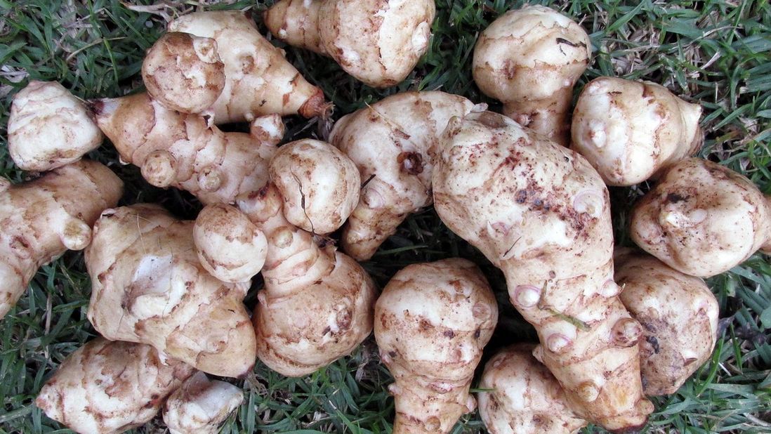 Topinambur jest nieodłącznym elementem diet odchudzających.