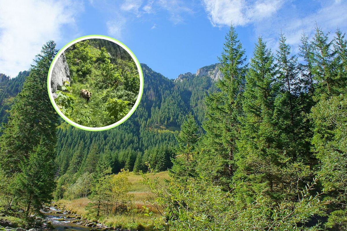 Wyszli w Tatry. Nagle zauważyli go wśród traw. Wideo trwa tylko kilka sekund