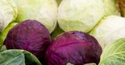 To najzdrowsza kapusta. Zawiera związki, które chronią serce i działają antyrakowo