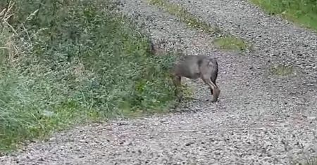 Aż się zatrzymał i zaczął nagrywać. Film niesie się po sieci
