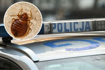 Pluskwy pogryzły osadzonego. Wstydliwy problem na komendzie w Chełmie