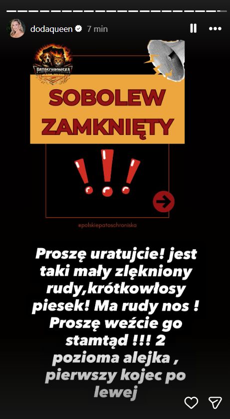 Doda prosi o adopcję psów